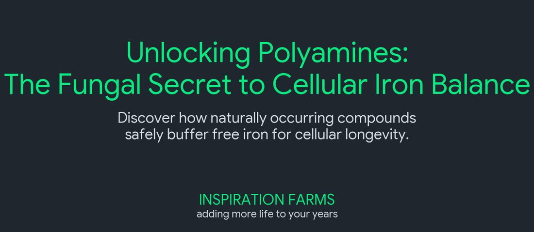 Unlocking Polyamines: How Functional Mushrooms Support Cellular Health and Iron Balance