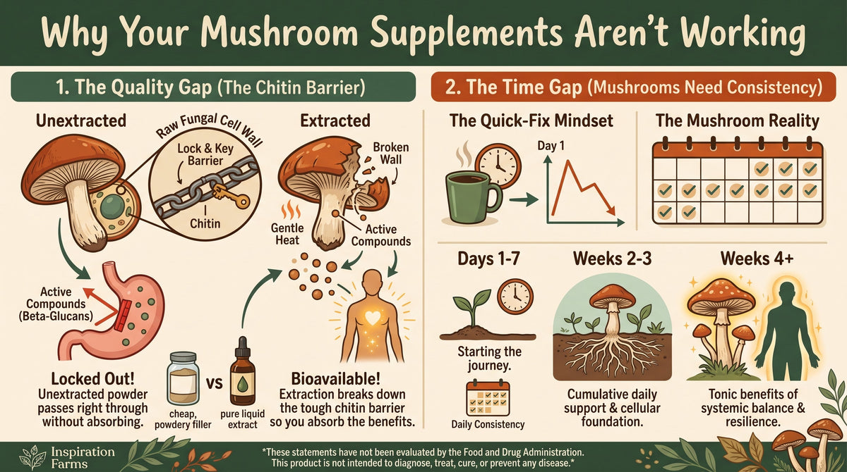 "I Tried Functional Mushrooms and They Didn't Work" (Here’s Why)