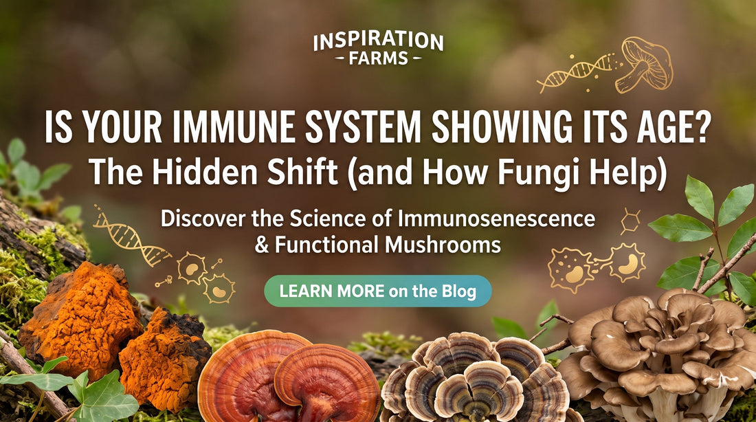 Your Immune System Ages Faster Than You Think: The Hidden Shift (and How Fungi Help)