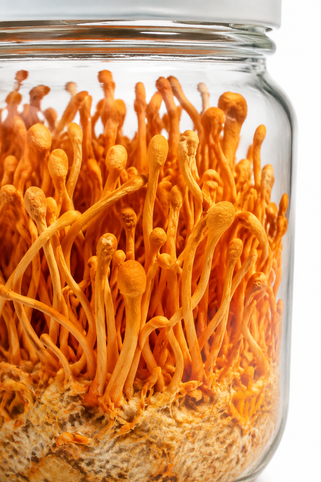 Clean Energy for Humans: The Inspiration Farms Guide to Cordyceps