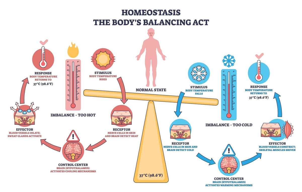 How Homeostasis and Immunity Keep You Going