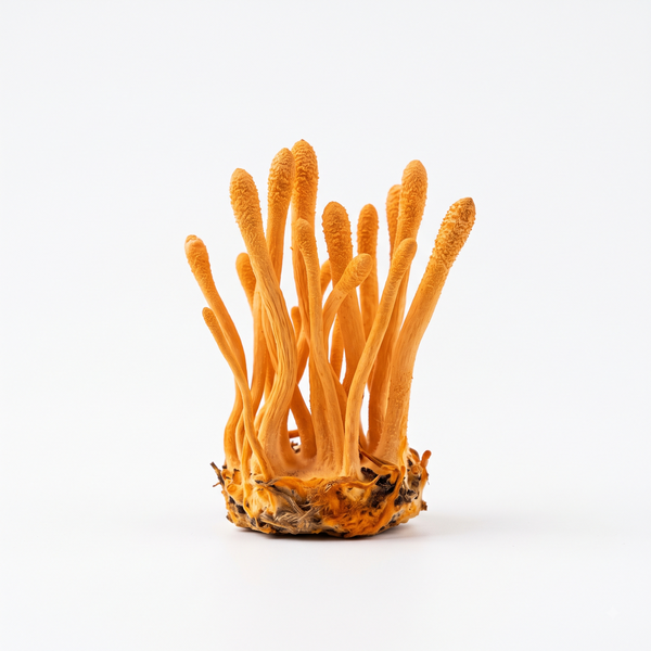 Cordyceps Mushroom