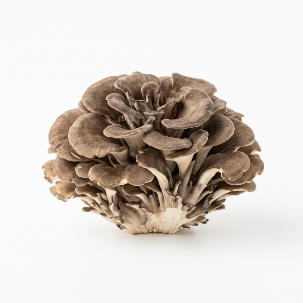 Maitake Mushroom